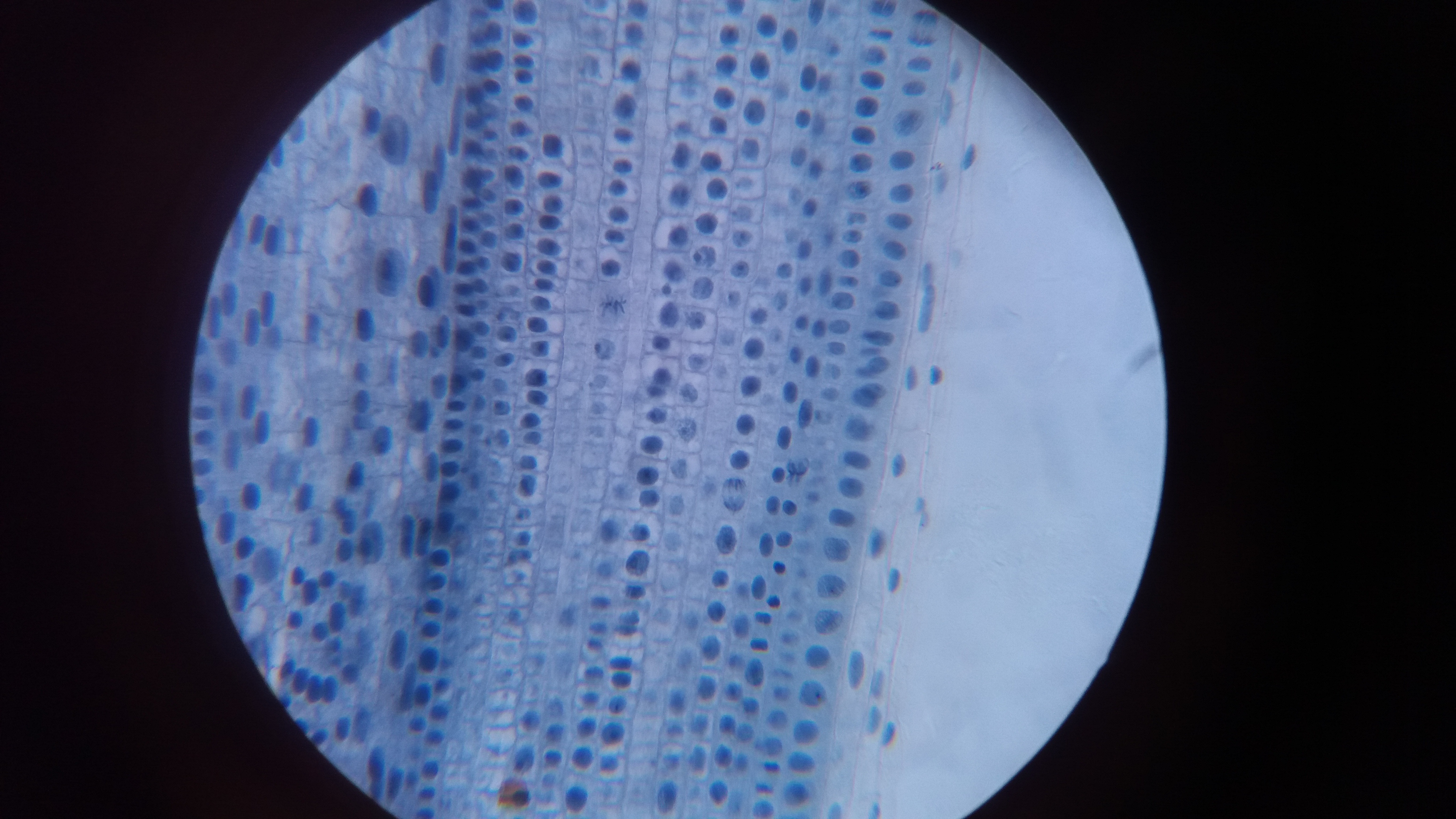 Biología Celular - G01 
