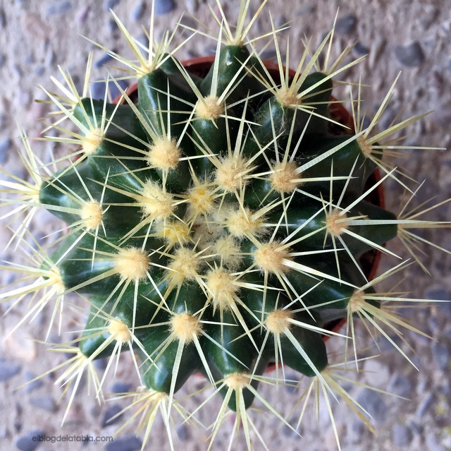 Púas de cactus simetricas
